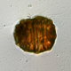 Top view of a dehydrated tardigrade, showing a shrunk shape called ‘tun’. (Credit: Takekazu Kunieda)